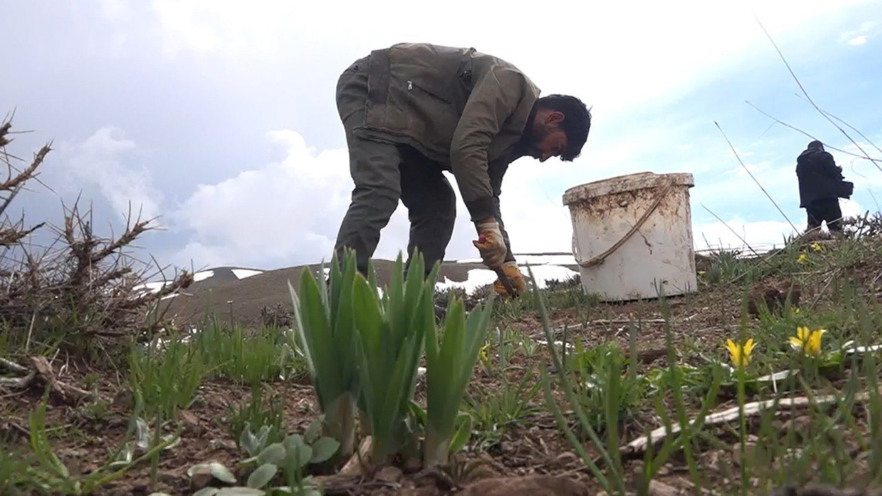 Dağların Hazinesi: Kilosu 50 TL’den Satılan Çiriş Otuna Yoğun İlgi
